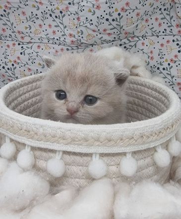 Wunderschöne British Shorthair Kitten aus liebevoller Hobbyzucht