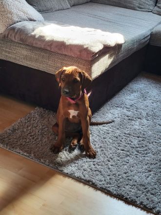 Red weathen Rhodesian Ridgeback Hündin