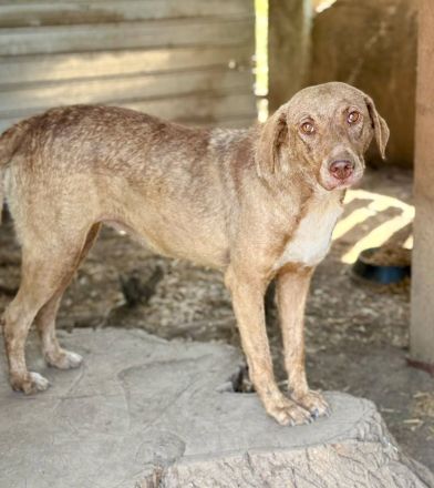 Meru, 3 Jahre, ruhig und freundlich, wer gibt ihr einen Platz im Herzen