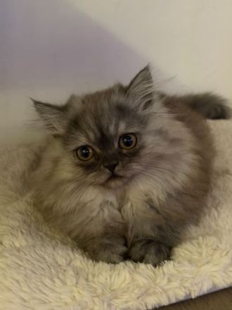 Perser Kitten mit Nase