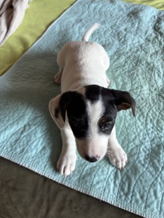 Reinrassige Jack Russel Terrier