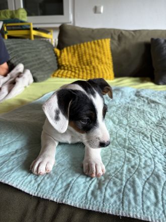 Reinrassige Jack Russel Terrier
