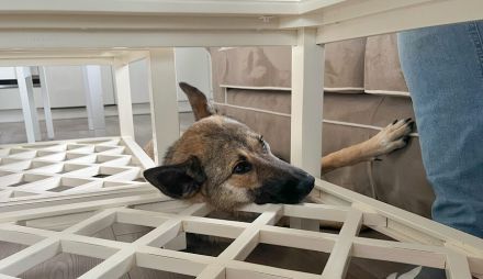 Zuhause gesucht für Fidelia