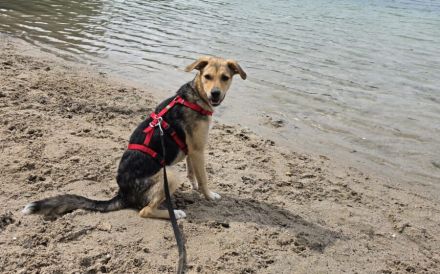 Zuhause gesucht für Bonnie