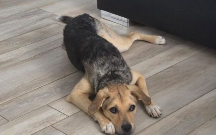 Zuhause gesucht für Bonnie
