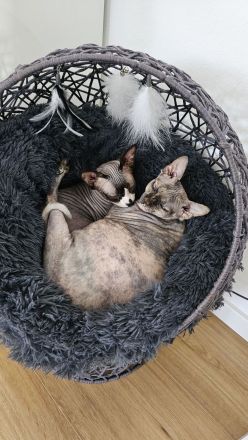 Verschmustes liebevolles Sphynx Pärchen Sucht neues Zuhause