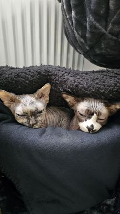 Verschmustes liebevolles Sphynx Pärchen Sucht neues Zuhause