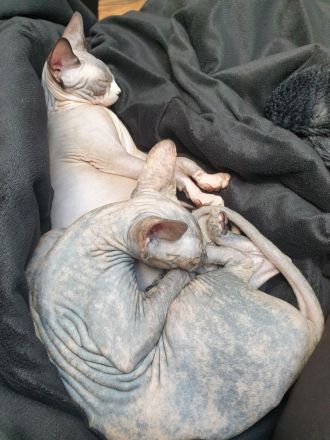 Verschmustes liebevolles Sphynx Pärchen Sucht neues Zuhause