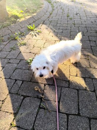 Ivy sucht ganz dringend ihr Für-immer-Zuhause