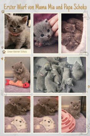 Neun wunderschöne Kitten von Mama Mia suchen ihr Zuhause auf Lebenszeit! (3 Jungs / 6 Mädchen)
