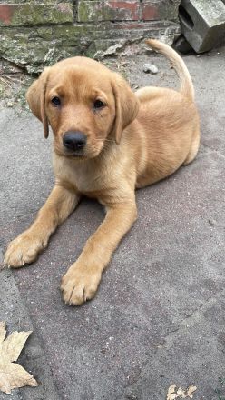Labrador Welpen in FoxRed und Blond suchen ihren Menschen