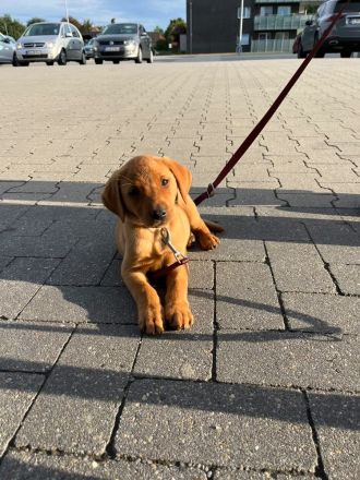 Labrador Welpen in FoxRed und Blond suchen ihren Menschen