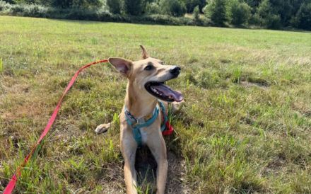 Windhund-Mix Keylam wartet auf dich!