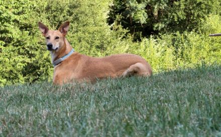 Windhund-Mix Keylam wartet auf dich!