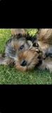 Yorkshire Terrier Welpe, Rüde