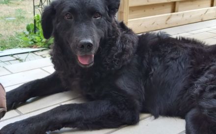 Shakti sucht Menschen mit Hundeverstand
