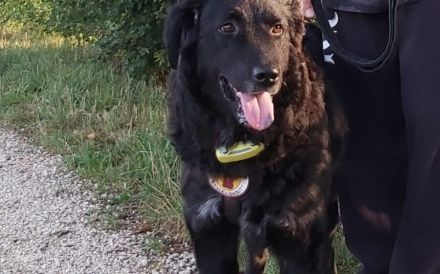 Shakti sucht Menschen mit Hundeverstand