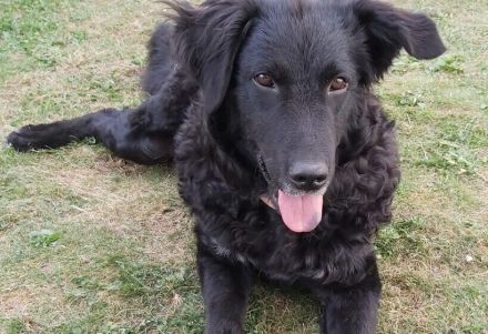 Shakti sucht Menschen mit Hundeverstand