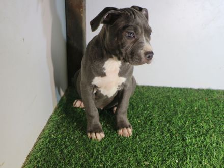 American Staffordshire terrier