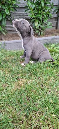 American Staffordshire terrier