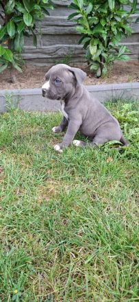American Staffordshire terrier