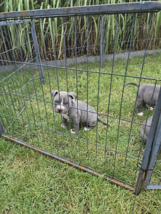 American Staffordshire terrier