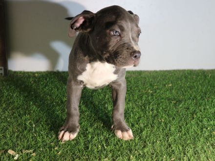 American Staffordshire terrier