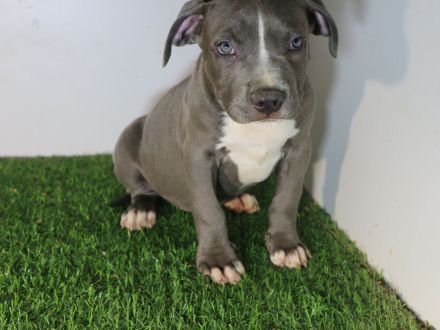 American Staffordshire terrier