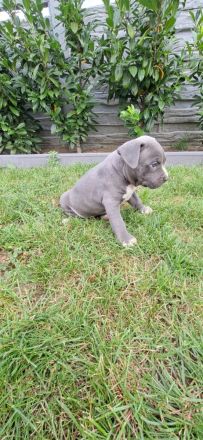 American Staffordshire terrier