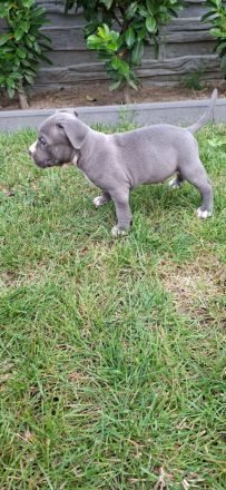 American Staffordshire terrier
