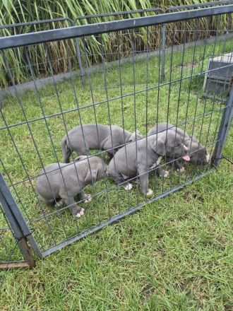 American Staffordshire terrier