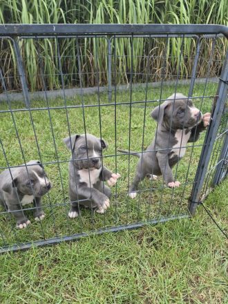 American Staffordshire terrier
