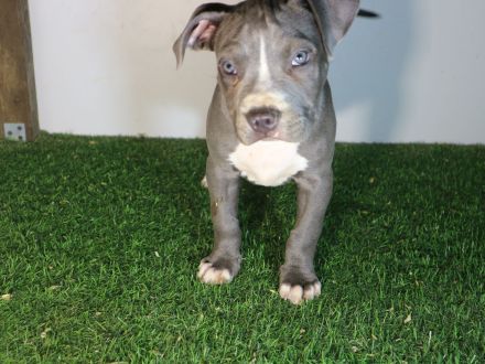 American Staffordshire terrier