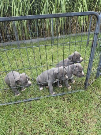 American Staffordshire terrier