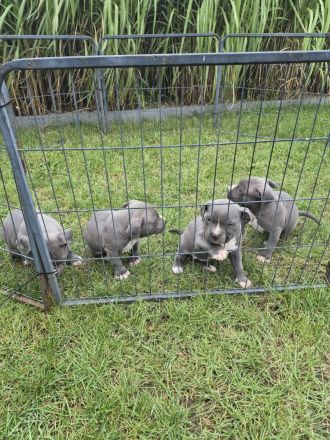 American Staffordshire terrier