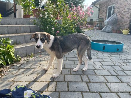 Junghund Janni ...zart und vorsichtig