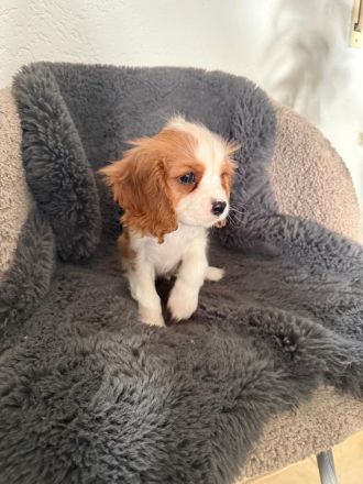 CAVALIER KING CHARLES SPANIEL Welpen