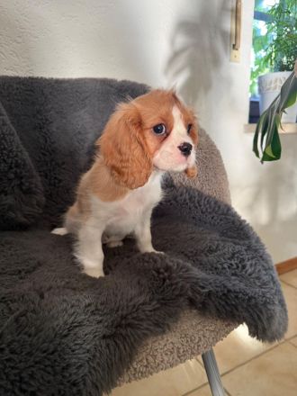 CAVALIER KING CHARLES SPANIEL Welpen