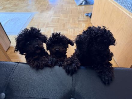 3 süße Toy-Pudel-Rüden suchen ihr Für-immer-Zuhause