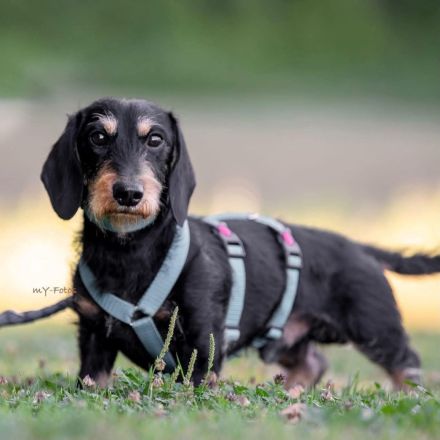 Otto in 92431 Neunburg sucht sein Für-immer-Zuhause