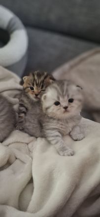 Lilly sucht ihr für immer zuhause