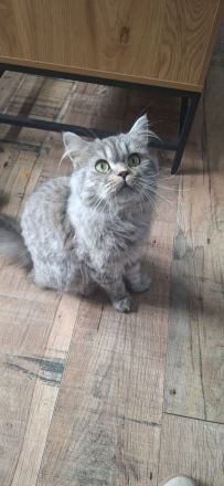 Lilly sucht ihr für immer zuhause