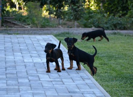 Jagd terrier 10 weeks