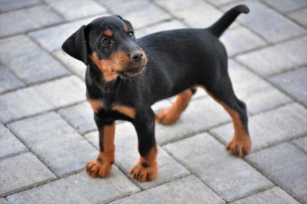 Jagd terrier 10 weeks