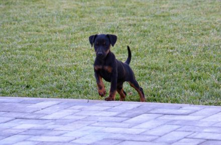Jagd terrier 10 weeks