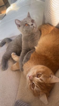 2 Junge BKH Katern suchen ein neues zuhause