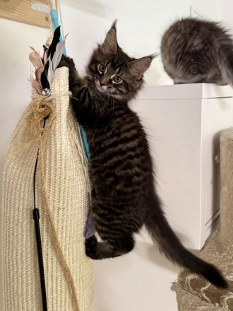 Maine Coon Kitten