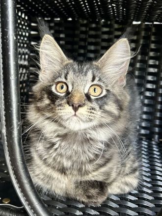 Maine Coon Kitten