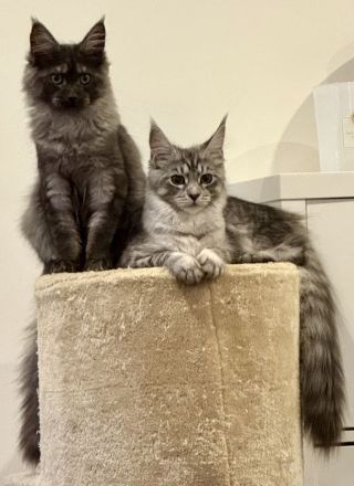 Maine Coon Kitten