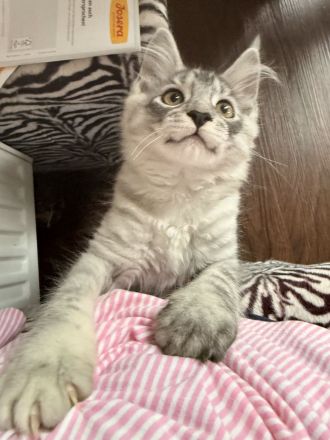 Maine Coon Kitten
